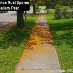 Rust spores on sidewalk